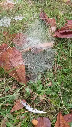 spinnenwebdauw